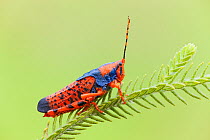 Leichhardt's Grasshopper (Petasida ephippigera) on Pityrodia (Pityrodia jamesii) host plant , Kakadu National Park, Northern Territory, Australia.