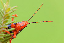 Leichhardt's Grasshopper (Petasida ephippigera) on Pityrodia (Pityrodia jamesii) host plant, Kakadu National Park, Northern Territory, Australia.