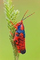 Leichhardt's Grasshopper (Petasida ephippigera) on Pityrodia (Pityrodia jamesii) host plant, Kakadu National Park, Northern Territory, Australia.