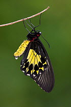 Helena Birdwing Butterfly (Troides helena) Malaysia.