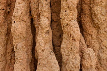 Cathedral termite mound detail, Kakadu National Park, Northern Territory, Australia, December.