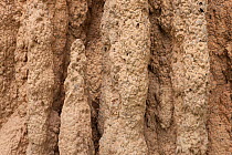 Cathedral termite mound detail, Kakadu National Park, Northern Territory, Australia, December.