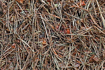 Red Wood Ant (Formica rufa) construction material on anthill surface, Germany.