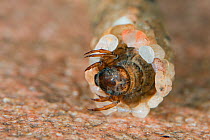 Caddisfly (Trichoptera) larvae in stone casing, walking underwater on stone, Germany