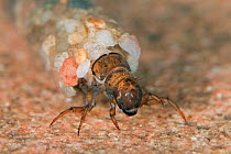 Caddisfly (Trichoptera) larvae in stone casing, walking underwater on stone, Germany