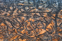 Bark beetle (Scolytinae) 'galleries' or tracks in the wood of dead spruce tree, Yellowstone National Park, USA.