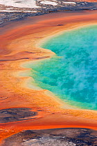 Grand Prismatic Spring, edge of pool, Midway Geyser Basin, Yellowstone National Park, Wyoming, USA