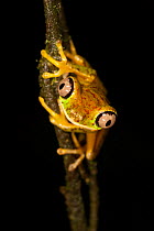 Lemur Leaf Frog (Hylomantis lemur) on liana, Costa Rica.