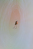 Garden Spider (Araneus diadematus) on web with dew drops, Germany, September.