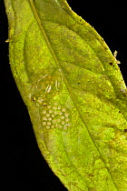 Reticulated Glass Frog (Hyalinobatrachium valerioi) male guarding egg clutch on leaf, Costa Rica.