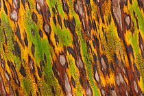 Pattern on Heliconia leaf as it starts to rot, Rainforest, La Gamba, Costa Rica.
