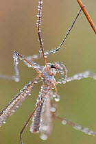 Crane Fly (Tipula sp.) sitting on branch covered with dew, Germany.