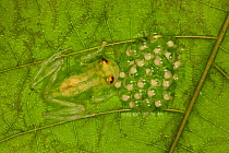 Reticulated Glass Frog (Hyalinobatrachium valerioi) male guarding egg clutch on leaf, Costa Rica.