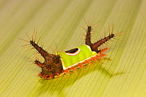 Saddleback caterpillar (Acharia sp.) with stinging and poisonous spines and bright warning colouration, in tropical rainforest, Costa Rica.