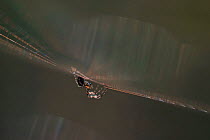 Lesser garden spider (Metellina segmentata) on web, Germany, September.