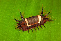 Slug caterpillar moth larva (Acharia nesea) on leaf, Costa Rica.
