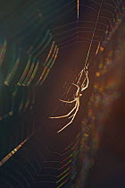 Long-jawed orb weaver spider (Tetragnatha nigrita) on web, Germany.