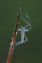 Mosquito (Aedes sp) on branch covered with dew, before sunrise, Germany, October.