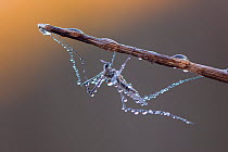 Mosquito (Aedes sp) on branch covered with dew, before sunrise, Germany, October.