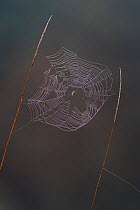 Lesser garden spider (Metellina segmentata) on web with dew, early morning, Germany
