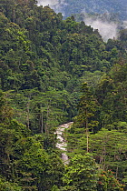 Primary or old growth rainforest, Arfak Mountains, West Papua, Indonesia.