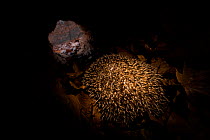 Hedgehog (Erinaceus europaeus) hibernating inside a hollow fallen tree, Germany, captive.
