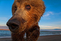 Grizzly bear (Ursus arctos horribilis) picture taken with a remote camera car, Alaska, July.