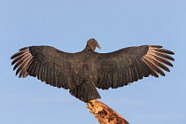 Black vulture (Coragyps atratus) with wings outstretched whilst sunbathing, Costa Rica.