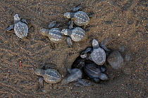 Olive ridley sea turtle (Lepidochelys olivacea) hatchlings emerging from nest and making their way to the sea at sunrise, Pacific Coast, Ostional, Costa Rica.