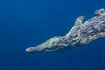 American crocodile (Crocodylus acutus) swimming in open ocean, Pacific Coast, Ostional, Costa Rica.