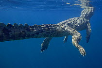American Crocodile (Crocodylus acutus) swimming in open ocean, Pacific Coast, Ostional, Costa Rica