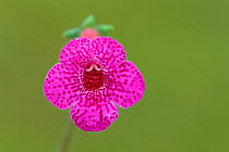 Orchid (Kohleria amabilis) flower, in tropical rainforest, Costa Rica.