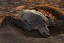 Olive ridley sea turtle (Lepidochelys olivacea) female digging nest on beach for laying eggs, Pacific Coast, Ostional, Costa Rica.