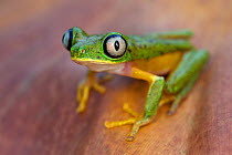 Lemur Leaf Frog (Hylomantis lemur) Costa Rica.