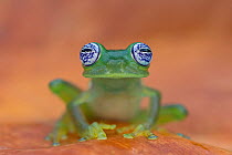 Ghost Glass Frog (Centrolenella ilex) portrait, Costa Rica.