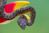 Eyelash Viper (Bothriechis schlegelii) on Heliconia (Heliconia rostrata) Costa Rica.