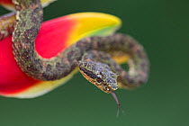 Eyelash Viper (Bothriechis schlegelii) sensing with tongue, on Heliconia (Heliconia rostrata) Costa Rica.