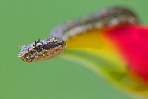 Eyelash Viper (Bothriechis schlegelii) on Heliconia (Heliconia rostrata) Costa Rica.