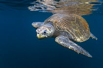 Olive ridley sea turtle (Lepidochelys olivacea) swimming in open ocean not far from the nesting beach, Pacific Coast, Ostional, Costa Rica.