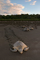 Olive ridley sea turtle (Lepidochelys olivacea) returning to sea after laying eggs, Pacific Coast, Ostional, Costa Rica.