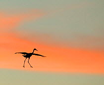 Sandhill crane (Grus canadensis) landing at sunset. North America.  Highly honoured in the Art in Nature category of the Nature's Best Photography Windland Smith Rice International Awards Competition...