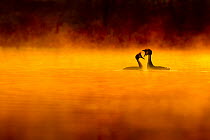 Great crested grebe (Podiceps cristatus) pair performing courtship displaying at dawn, backlit and surrounded by mist, Cheshire, UK, April. Highly honoured in the Birds Category of Nature's Best Windl...