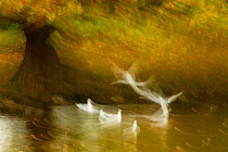Black headed gull (Chroicocephalus ridibundus) taking flight, artistically blurred photograph. Cheshire, UK, October. Highly honoured in the Art in Nature category of the Nature's Best Windland Smith...