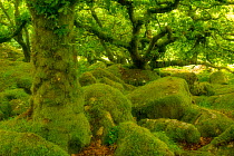 Stunted oak woodland covered in moss, Wistman's Wood, Devon, UK. August. Highly Commended in the Wild Woods category of the British Wildlife Photography Awards (BWPA) competition 2013.