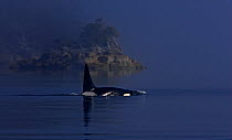 Orca (Orcinus orca) transient race, Clayoquot Sound, Vancouver Island, Canada, August.