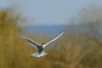 Head-on view of an Arctic tern (Sterna paradisaea) flying upwards as it fishes over a lake, Gloucestershire, UK, April.
