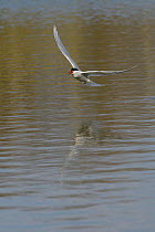 Arctic tern (Sterna paradisaea) reflected in the water as calls while flying low over a freshwater lake in search of prey, Gloucestershire, UK, April.