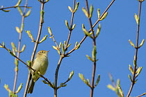 Chiffchaff (Phylloscopus collybita) among tree leaf buds in spring, Wiltshire, UK, May.