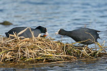 Coot (Fulica atra) passing a small aquatic invertebrate to its mate on the nest to feed to their chicks, Gloucestershire, UK, May.