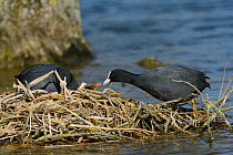 Coot (Fulica atra) feeding a small aquatic invertebrate to one of its chicks on the nest while its mate broods more young, Gloucestershire, UK, May.